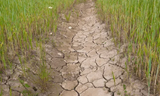 Cracked dry soil between rows of green crops during a drought